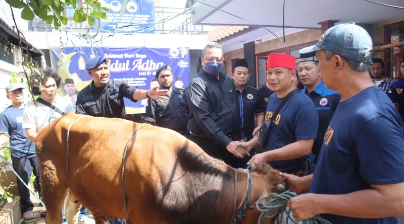 Read more about the article Sambut HUT, Garda Pemuda NasDem DKI Gelar Penyembelihan Hewan Kurban